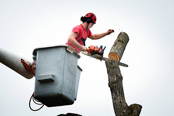 Devola, OH Tree Services Company